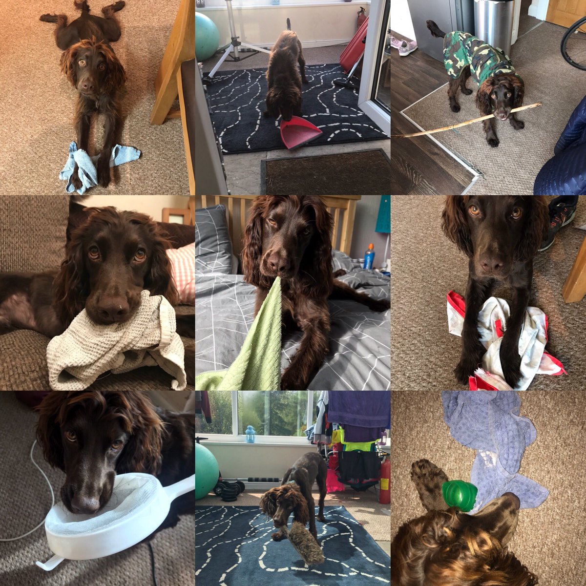 RowenPymm's tweet image. Toby’s love for household objects is fairly well documented but a washing up bowl is a new one on me. Worryingly, ours is still in the sink... #spanielproblems