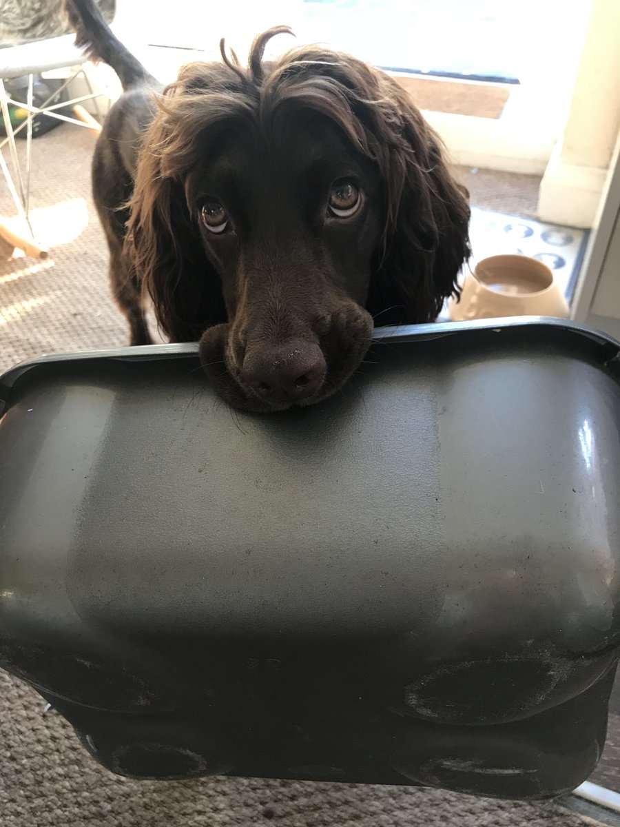 RowenPymm's tweet image. Toby’s love for household objects is fairly well documented but a washing up bowl is a new one on me. Worryingly, ours is still in the sink... #spanielproblems