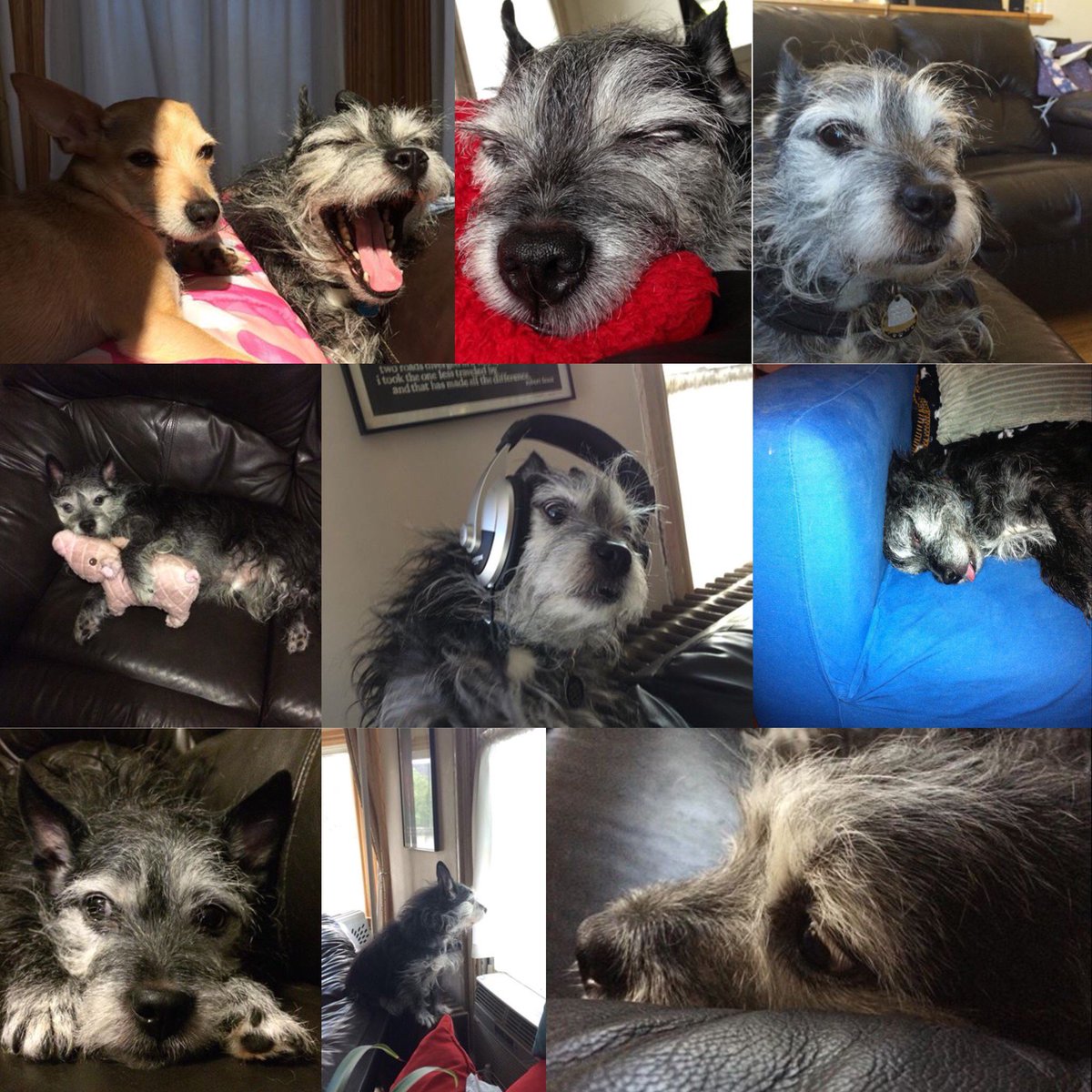 updogbox's tweet photo. I am devastated and saddened to say that Yoda, our very first UpDog, suffered an unexpected, rapid onset brain lesion and crossed the rainbow bridge yesterday. I’m sure his big brother Ash has been patiently waiting there since last summer so they could cuddle &amp; play together. 😥 https://t.co/6bnZvmyM97
