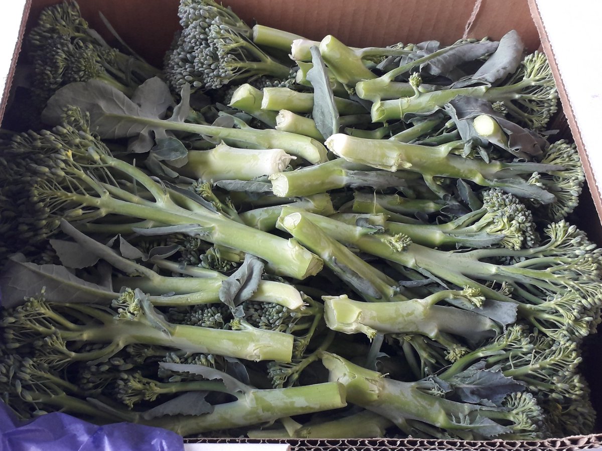 Our gorgeous #longstembroccoli in stock <a href="/Laroussefoods/">La Rousse Foods</a> Twitter is a great way to spread the word..any RTs would be very much appreciated guys 😍
