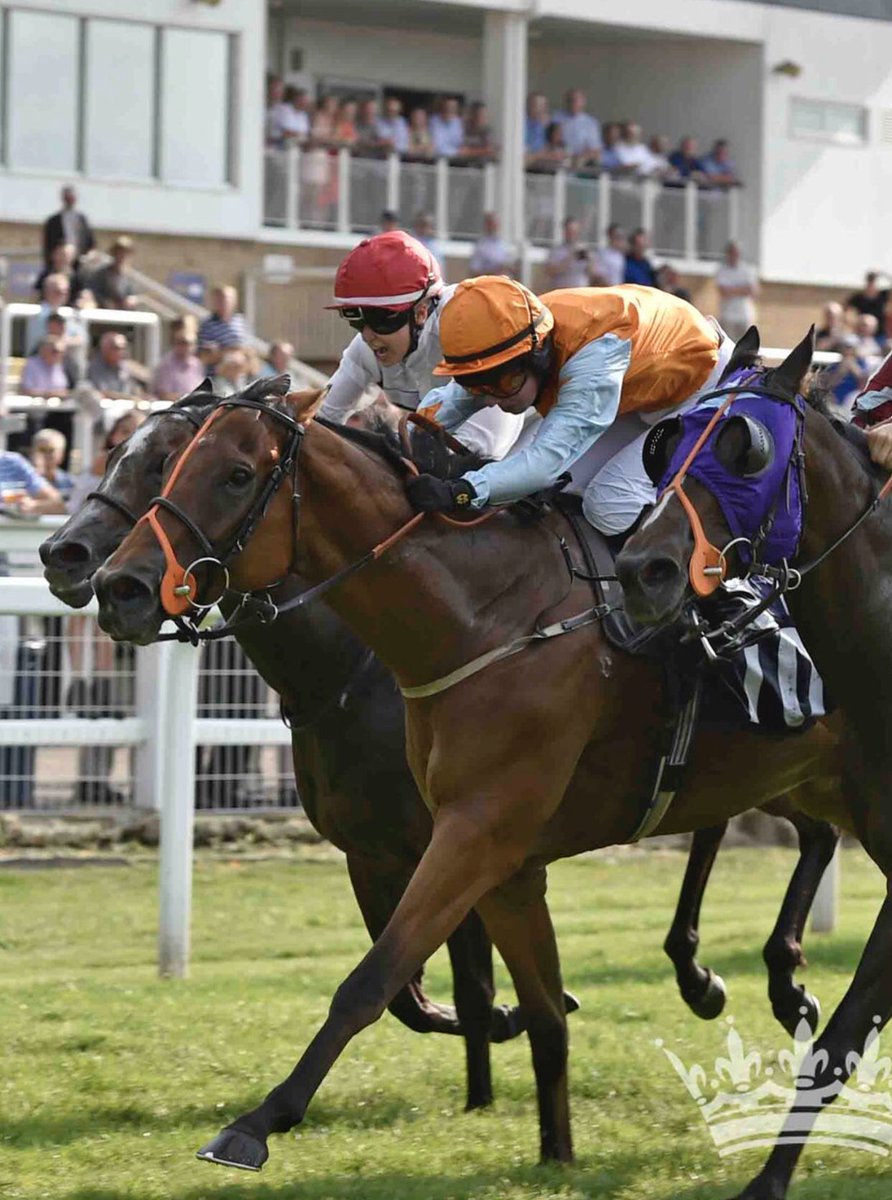EquianoClub's tweet photo. #ESSAKA 6G Equiano x Dream Vision (Distant View) works hard for solid win in Class 6 at @WindsorRaces over 1200m for Tr @AWCarrollracing  &amp; Jk Sophie Ralston @newsellspark https://t.co/YPdRplrEXh