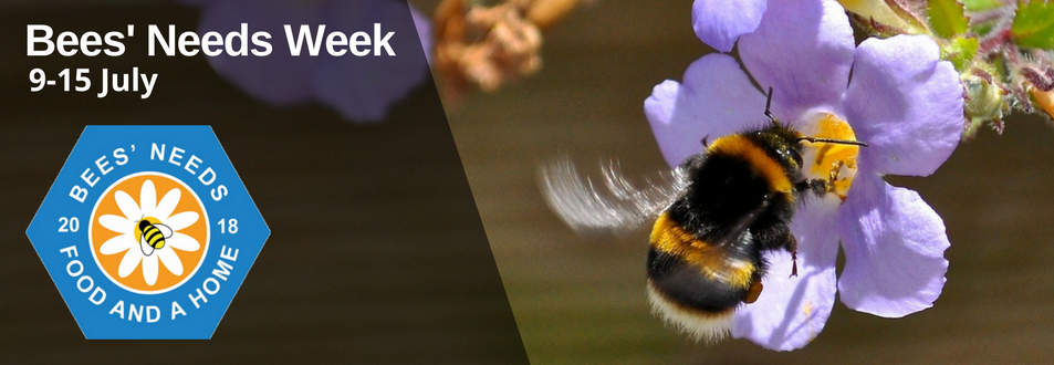 dtdchange's tweet photo. Bees Needs Week 2018
9-15 July
https://t.co/aGPZyaMzGc
#BeesNeeds #Beesneeds2018 #beesneedsweek #pollinators #bees 

What are you doing for your favorite pollinators? https://t.co/44NohIWl72