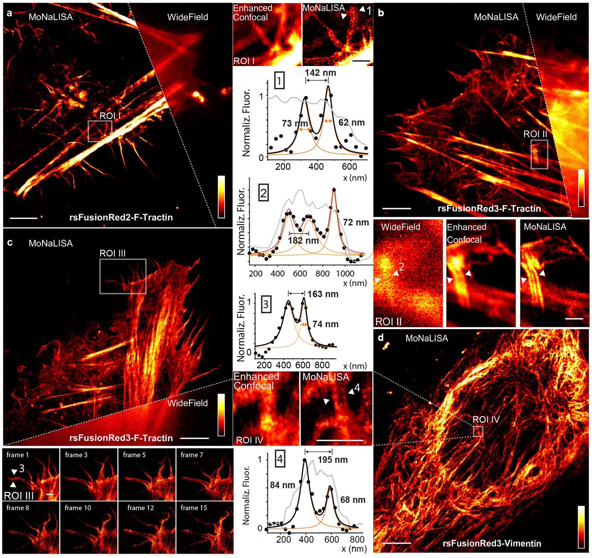 IlariaTesta4's tweet photo. Super resolution is becoming more and more live cell compatible thanks to the amazing rsFusionReds and MoNaLISA imaging! Great collaboration with the Mishin, Lukyanov and Verkhusha labs! https://t.co/Q5kUfQ8QK0 @naturemethods @SciLifeLab_BMI @kth https://t.co/mpmjIKwAip