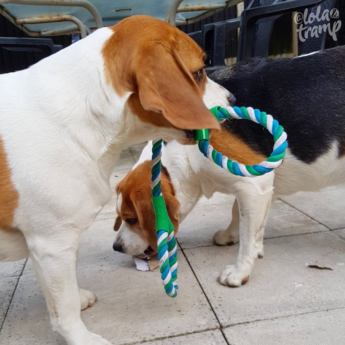 TrampLolaBeagle's tweet photo. Tramp will ya stop playing with empty loo rolls and play tug of war with me instead please ๐ค๐ค๐คฃ๐คฃ๐๐๐๐
#beagle #summer #toyProblems https://t.co/RBAy9vIsaN