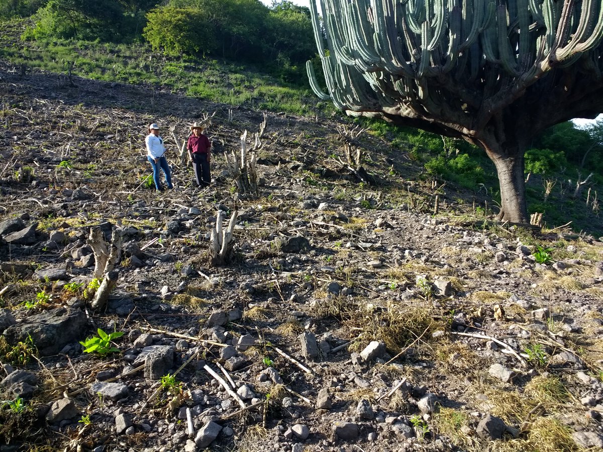 Isa69850753's tweet photo. Visita a parcelas para dar seguimiento al acompañamiento técnico del PROAGRO Productivo. San Miguel Totolapa municipio de Huamuxtitlan. Gro. 
Asesor técnico. Biol. Ma. Isabel Dominguez Morales.
#PROAGROCapacita 
#HubPCTO 
#CIMMYT https://t.co/RmX7Se0kjf