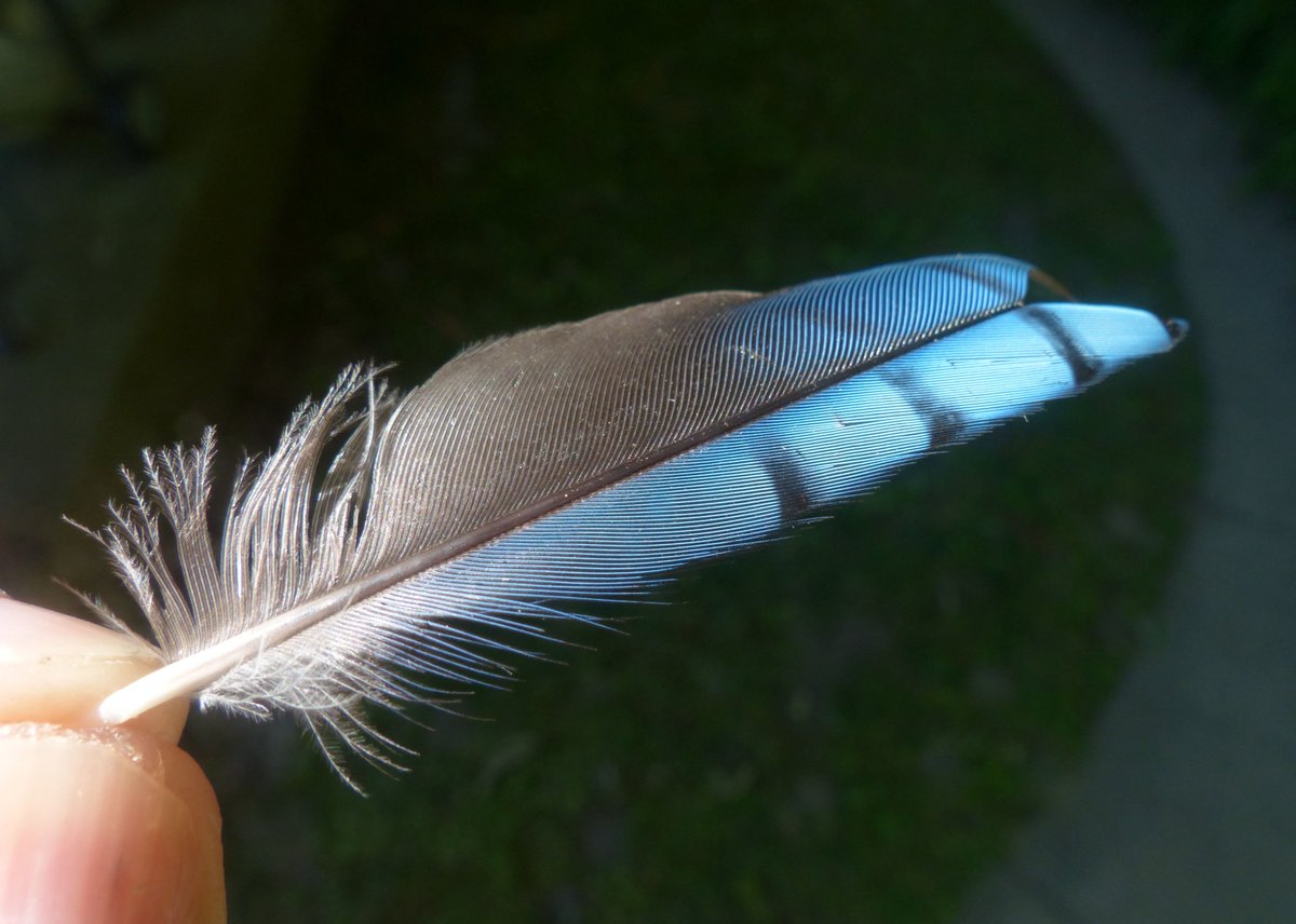 Ed Burke tweet media