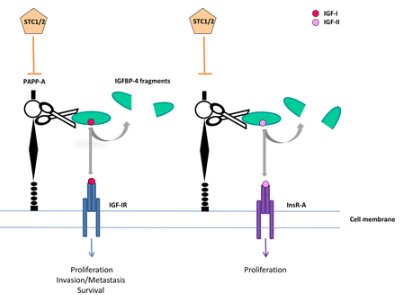 JMolEndo's tweet image. #IGF1 40th anniversary special issue - PAPP-A and #cancer by Cheryl A Conover and Claus Oxvig ow.ly/QLcB30kRC8f