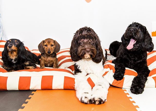 ShaggySwagBox's tweet photo. To welcome back everyone from the long 4th of July Holiday, we are hosting a Doods With Wieners Convention. Tune into the Shaggy Stories to see all the madness. #letsshagg #shaggyswag #doodswithwieners https://t.co/14pVcIisrg https://t.co/pAnJI9CLsY