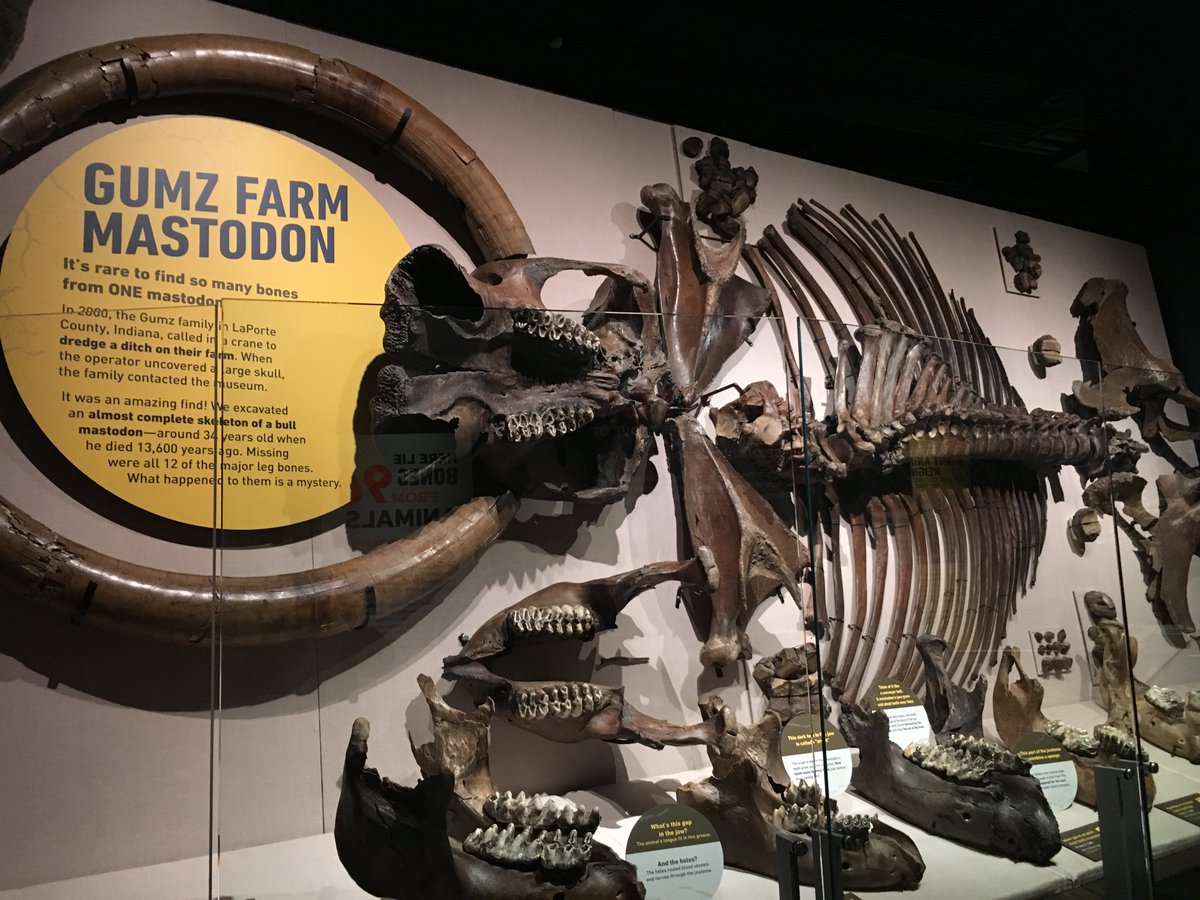 WhiteRiverStPrk's tweet photo. Mammoths and mastodons once roamed free across Indiana. Learn how these Hoosier natives thrived in the harsh climate of the Ice Age at #FrozenReign. Now open at the @IndianaMuseum. https://t.co/4FsM3MIl3r #Indy https://t.co/dwwseCJ1GH