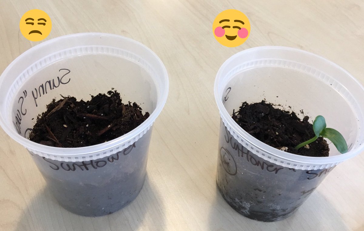 NVSD44SL's tweet photo. Planting the creative writing seeds in English 10 at @NVSD44SL. Turns out when one is kind to a plant, it will grow. Kindness matters! https://t.co/6omsf136Ye