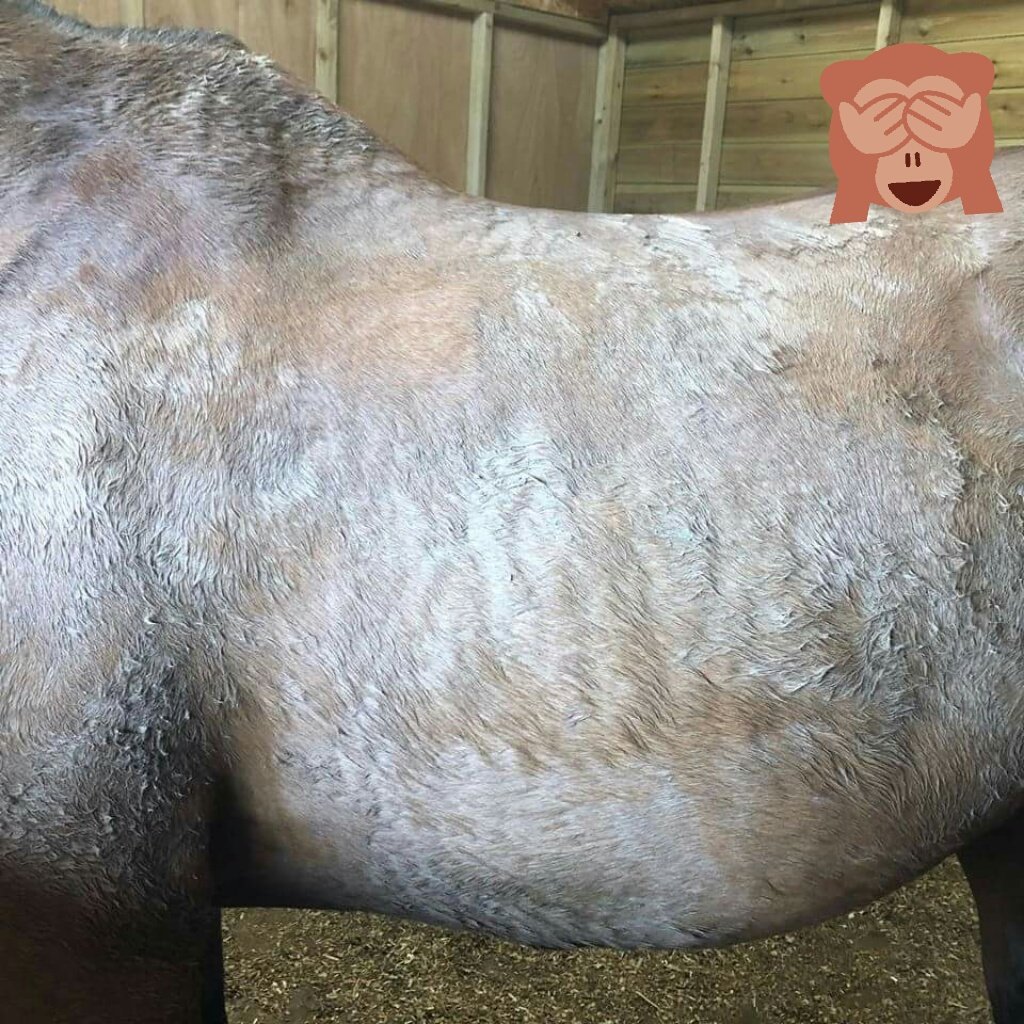 bagonabike's tweet photo. @Cowgirl_Curves Spike usually looks like this!! https://t.co/InAKoQ3KzU