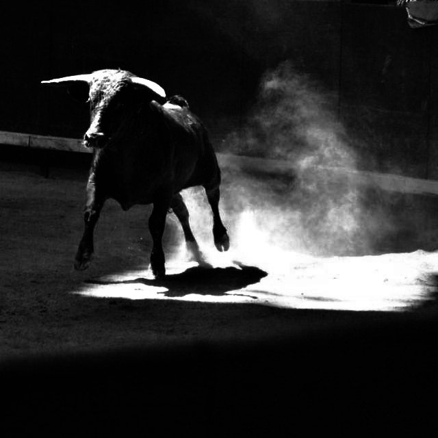 Toros de Castilla tweet media