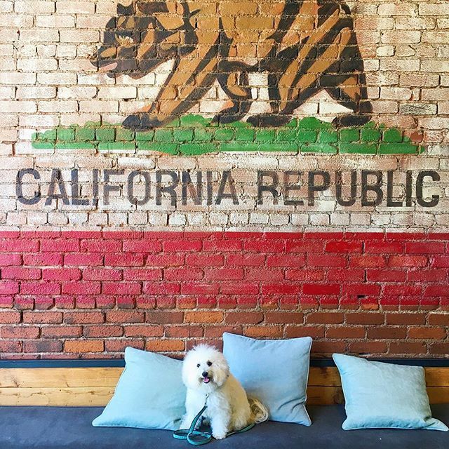 watsonandwalls's tweet photo. #heygirl 💁♂️ I would take the 405 to the 10 at rush hour for you 🌵🐻❤️ #iwishtheyallcouldbecaliforniafloofs #dogsbeingbasic .
. .
.
.
#coffeeshop #losangeles #coffeeshopcorners #acolorstory #fluffybffs0709 #rspets #brickwall #weeklyfluff #dailyba… https://t.co/yQFf7hV4UE https://t.co/hmVLPQc7Sz
