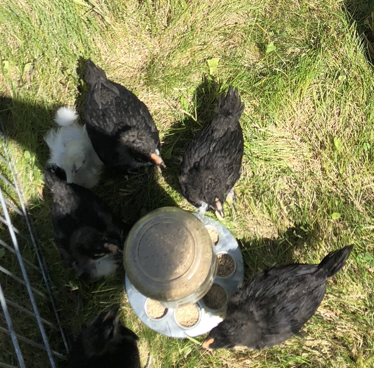 ronsouthernsch0's tweet photo. The chicks enjoying some outdoor time and the beginning intro to the others 😊 https://t.co/9DUaSH4I7f