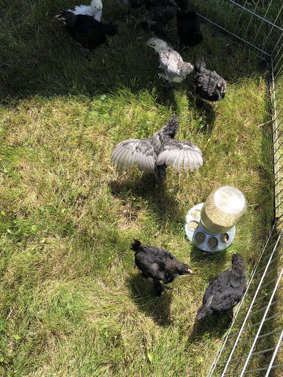 ronsouthernsch0's tweet photo. The chicks enjoying some outdoor time and the beginning intro to the others 😊 https://t.co/9DUaSH4I7f