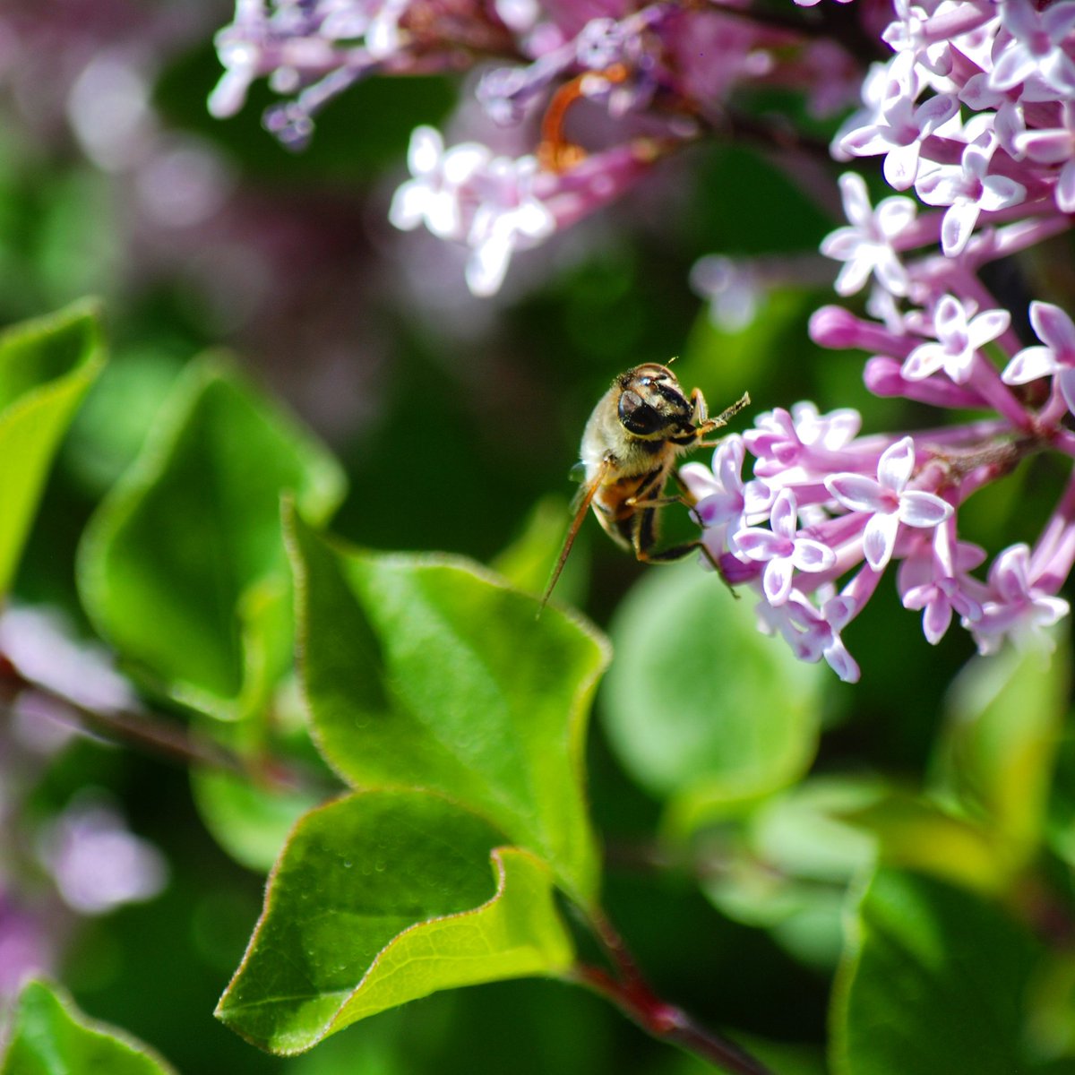 OldsCollege's tweet image. #HortWeek workshop Introduction to Pollinators.
You'll learn about the great diversity of bees in our world, the marvelous and improbable ways that plants find to reproduce themselves, and why your garden matters to pollinators.
July 18 $80
goo.gl/WtT1Rp