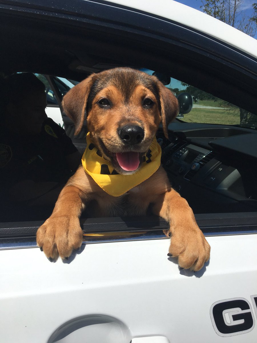 GreenvillePD's tweet image. Here’s somebody who can turn your frown upside down this Monday! Meet Si! This 9-week Shepherd/Lab is our #K9ForADay! #AdoptDontShop @HSEC