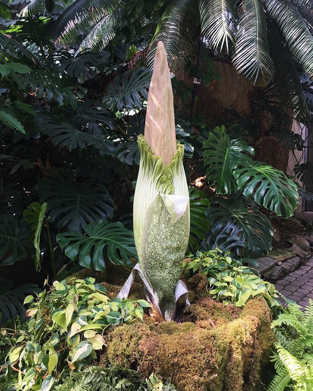 Meijer Gardens on Twitter "Here’s a look at our corpse flower, Putricia, this morning! The