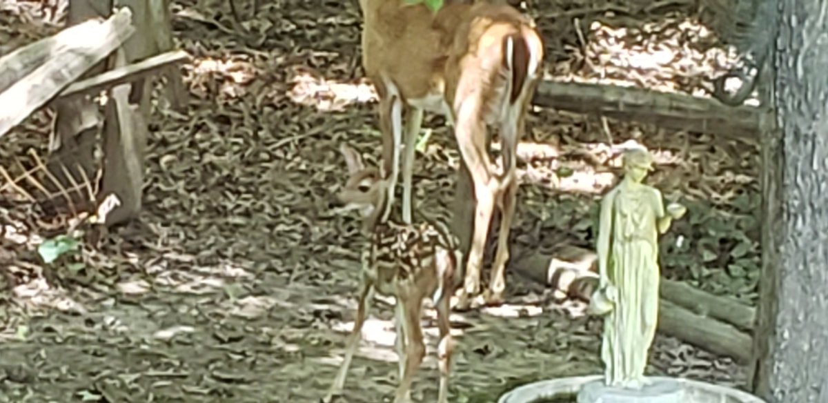 richmonddynamo's tweet photo. My new visitor! https://t.co/3DtjZbokPq