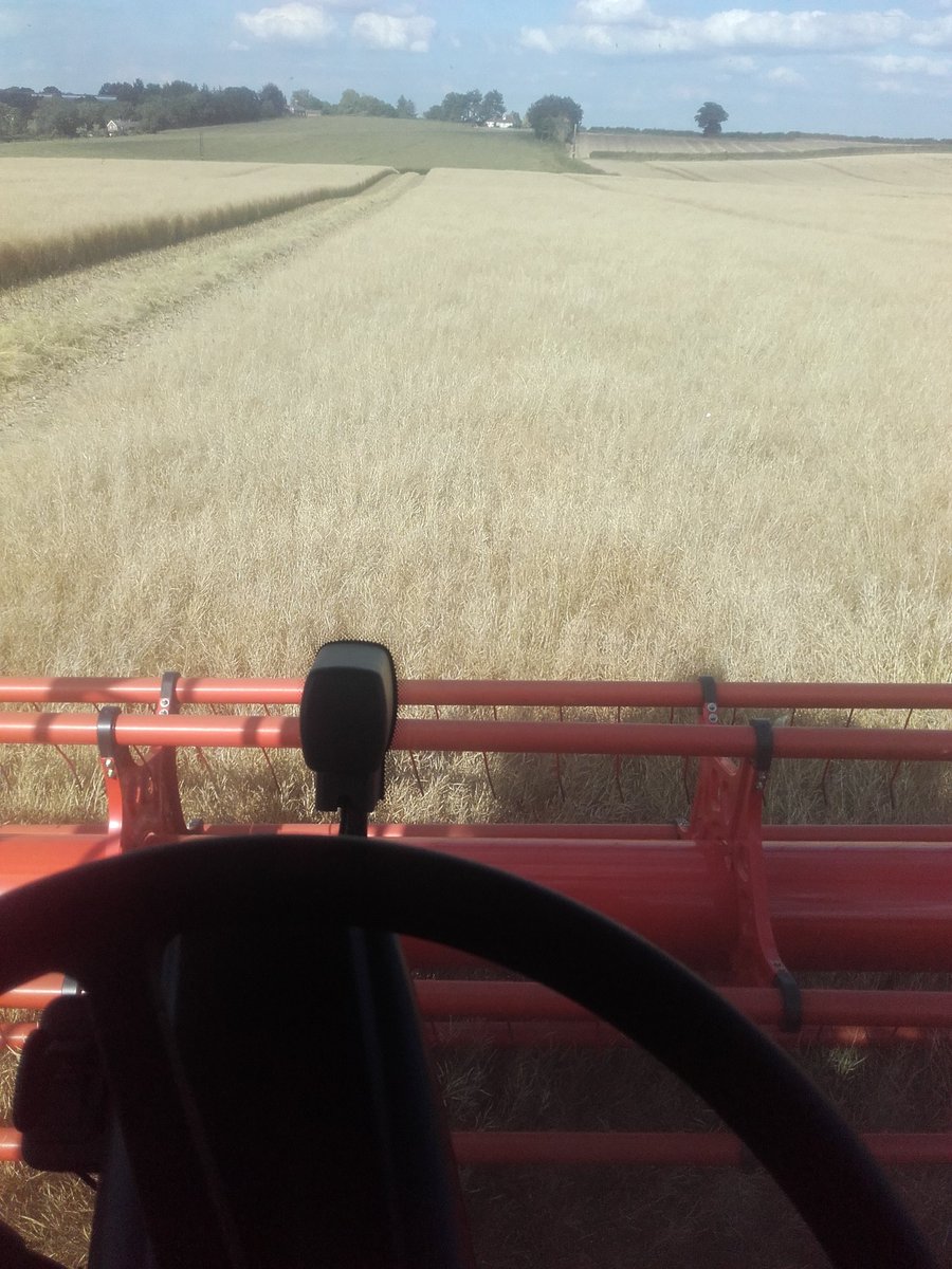 Stevebuggyboy's tweet photo. Nice to be in the cool harvesting LG Delilah @WhittalSeeds @LGSeedsUK https://t.co/BkHObTVu5q