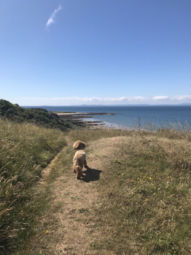 elisabeth sullivan tweet media