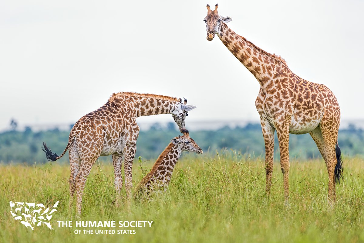 humaneworldorg tweet picture