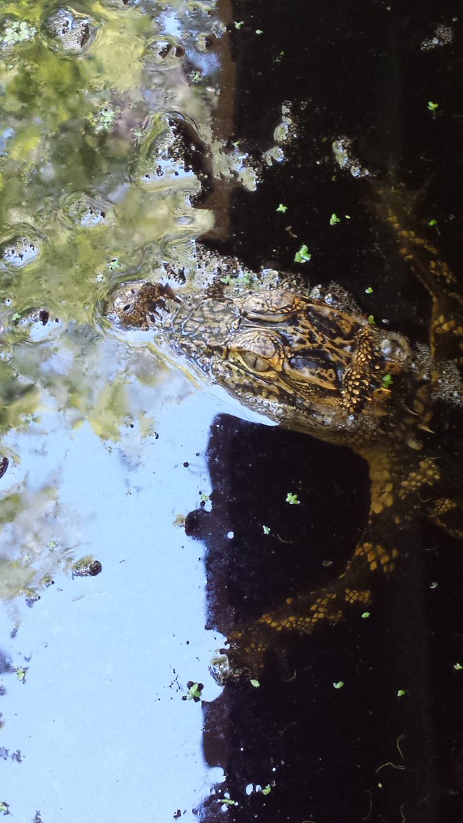 NStrauss11's tweet photo. What an adorable little gator #alligator #HERper https://t.co/vIDOTdjsUp