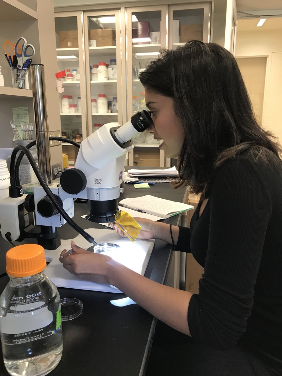 MalverneSTEM's tweet photo. Kaitlyn Ramharakh learning westerns and dissections in the lab of Dr. Gucwa at Farmingdale University. #gomules https://t.co/5JE0MlcIH1