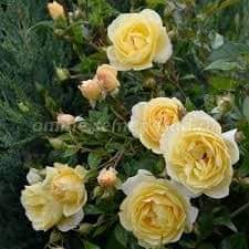 욕심을 부리면 벌칙을 받는다
항상 적당히 하면
손해가 없다