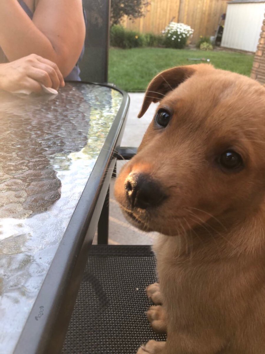 dog_rates's tweet image. This is Dario. He likes to chomp on tables. A common pupper move. Hopes you’ll forgive him, for his self control is nonexistent. 13/10 already forgiven