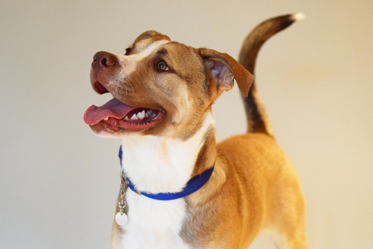 Battersea_'s tweet image. At just 10 months old, Trebol still has a bit of growing up to do! 
With his bouncy and energetic character, he's guaranteed to bring a smile to your face while keeping you active at the same time 😊 💙 Find out more: fal.cn/y3Us