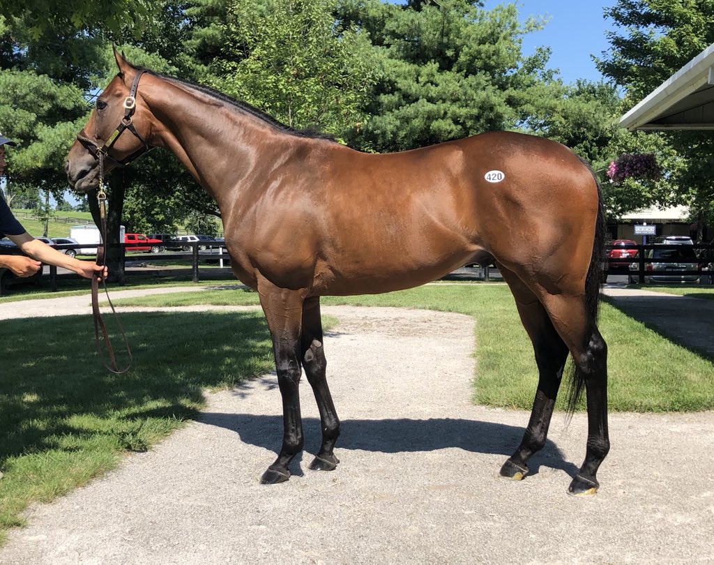 afranz8440's tweet photo. Pictured is hip 420, Classy Class @FasigTiptonCo July. This guy has a solid race record with a win in the G3 Salvator Mile S. @MonmouthPark and also GSP on multiple occasions. He has earned $471,750 and he recently posted a 4F work @thenyra. #FourStarSales #ClassyClass #CoolDude https://t.co/CHjiYrS15T