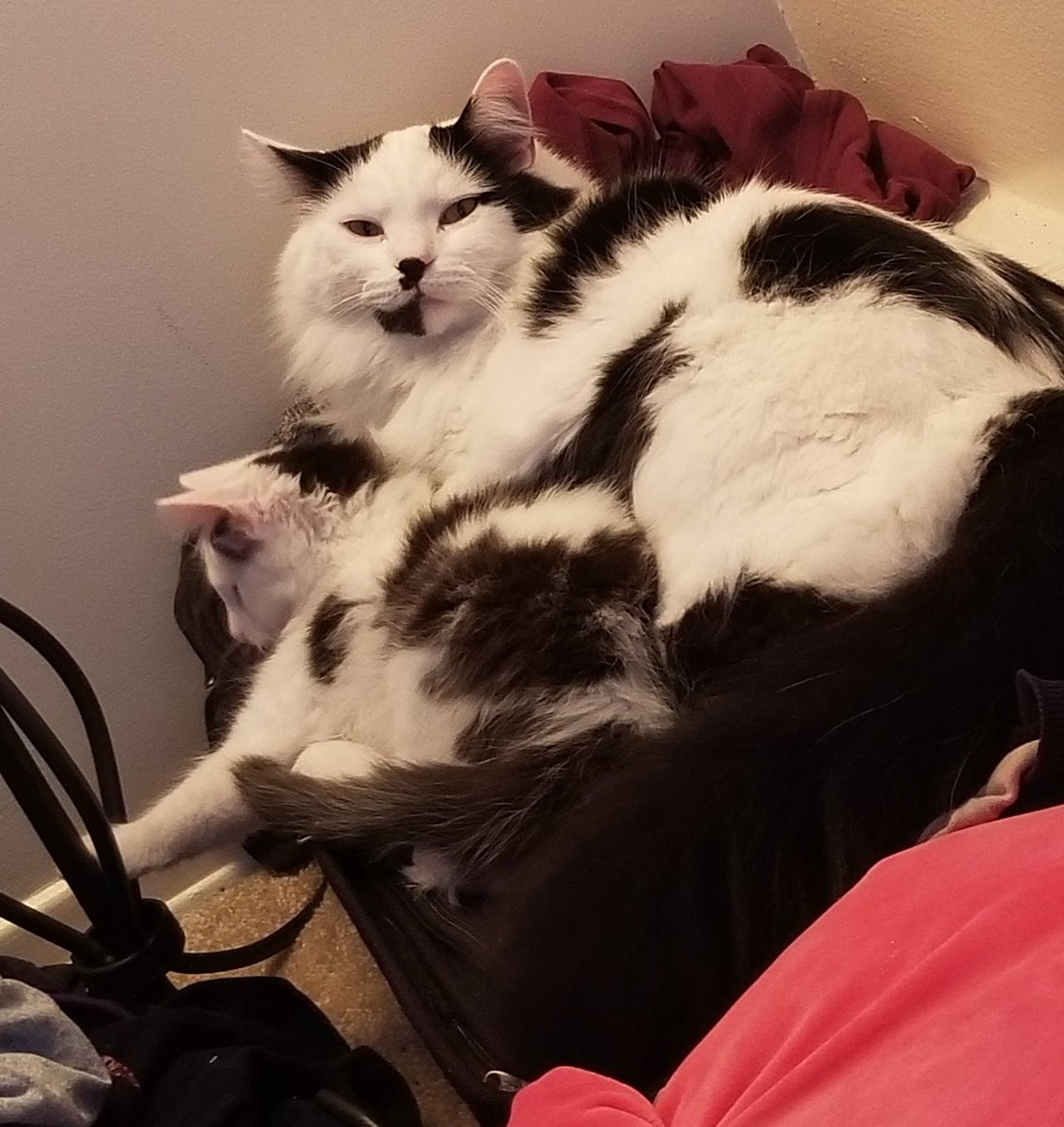 violativewitch's tweet image. Folding clothes is difficult with pets this cute. 

I xeroxed my Male cat with a rescue kitten. 

Harley looks at me and states simply "Don't touch my kitten!"

#longhaircats #CatsOfTwitter #kitten #fluffy #cats