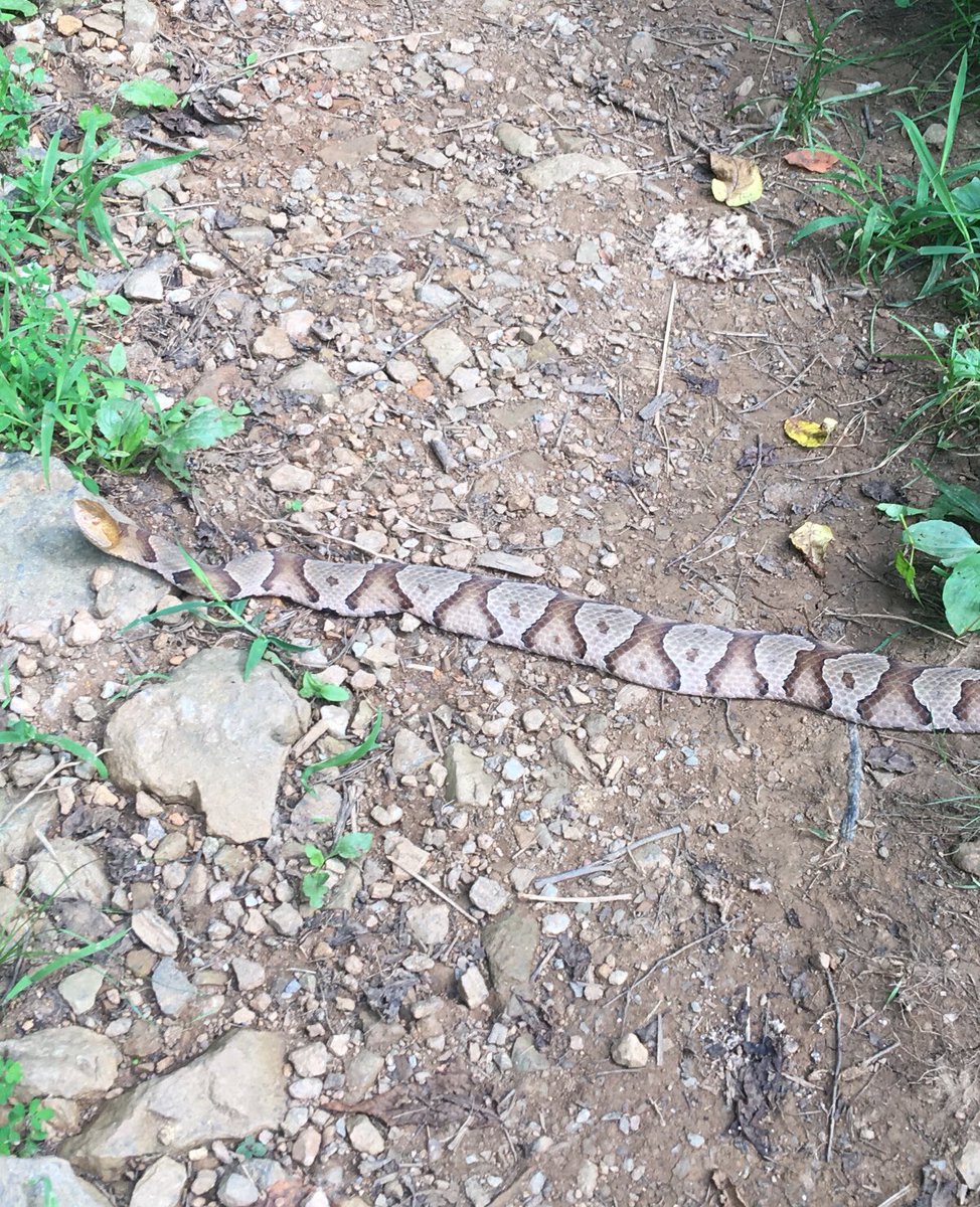 Jitbug1's tweet photo. a nice looking copperhead!
#hiking  #trails #camping #nature #outdoors #virginia #parks #hikerchat https://t.co/4OMw8LVicx