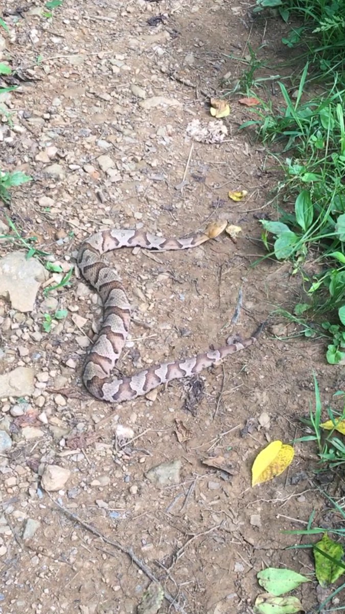 Jitbug1's tweet photo. a nice looking copperhead!
#hiking  #trails #camping #nature #outdoors #virginia #parks #hikerchat https://t.co/4OMw8LVicx