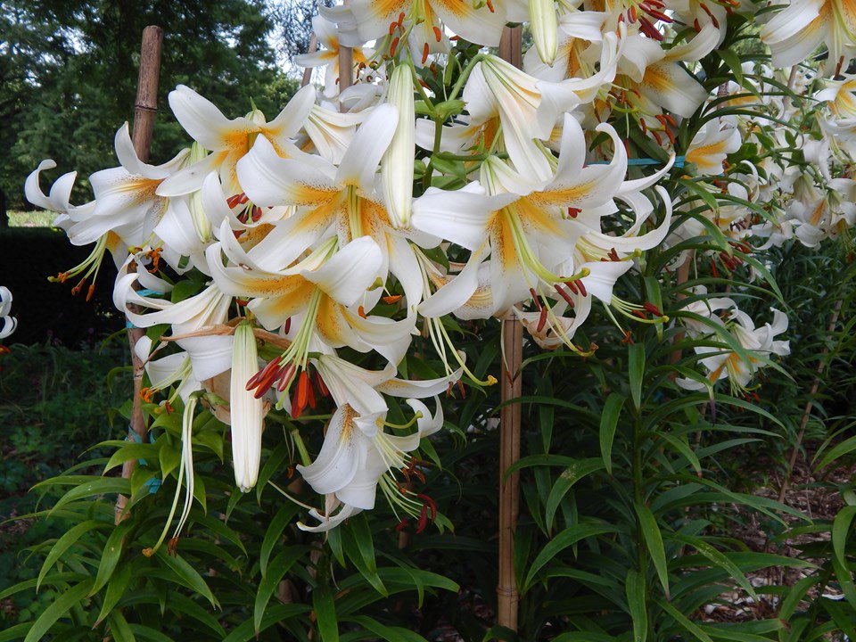 mobotgarden's tweet photo. Browse some blooming highlights on our interactive map: https://t.co/knfYy8zqJP https://t.co/hpy1HsjIKP