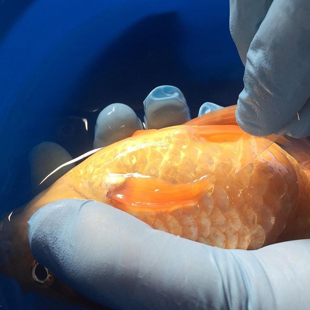 cafishvet's tweet photo. All of our fish health #checkups include #parasite screenings! Here you can see our veterinarian taking a #skinscrape from under the fin of a #goldfish. She’s one of our newest #rescuefish! https://t.co/Wvyiq92Y1P https://t.co/efTfB8pP6e