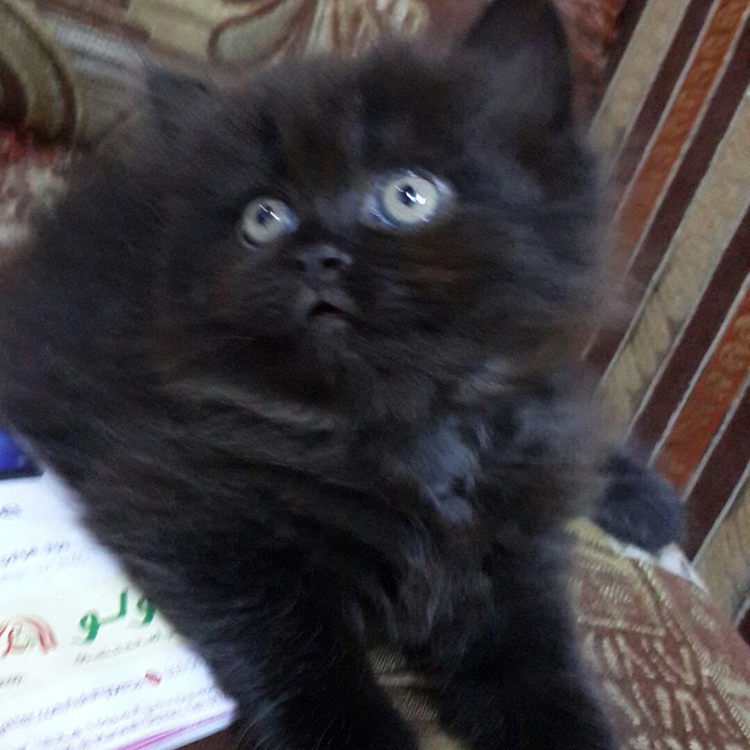 gegecat9's tweet photo. @JeddahCats آخر دكر للبيع بجدة بسعر مخفض عمره شهرين ب300 فقط والتواصل خاص او واتس 0533025273 https://t.co/zhDv3yQ7VI