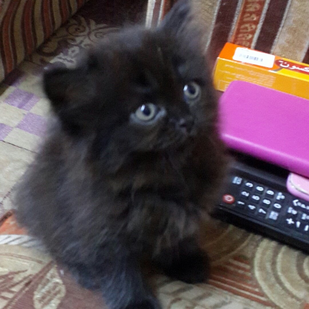 gegecat9's tweet photo. @JeddahCats آخر دكر للبيع بجدة بسعر مخفض عمره شهرين ب300 فقط والتواصل خاص او واتس 0533025273 https://t.co/zhDv3yQ7VI
