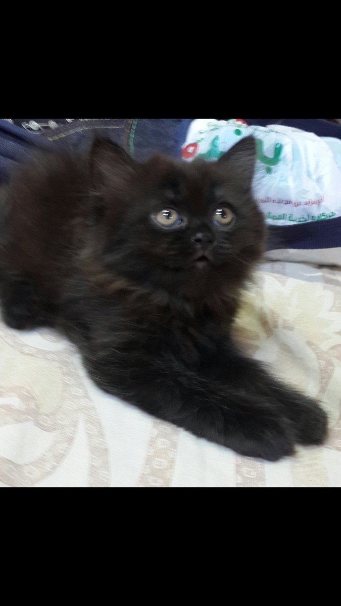 gegecat9's tweet photo. @JeddahCats آخر دكر للبيع بجدة بسعر مخفض عمره شهرين ب300 فقط والتواصل خاص او واتس 0533025273 https://t.co/zhDv3yQ7VI
