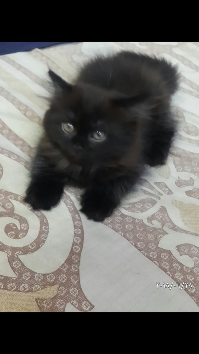 gegecat9's tweet photo. @JeddahCats آخر دكر للبيع بجدة بسعر مخفض عمره شهرين ب300 فقط والتواصل خاص او واتس 0533025273 https://t.co/zhDv3yQ7VI