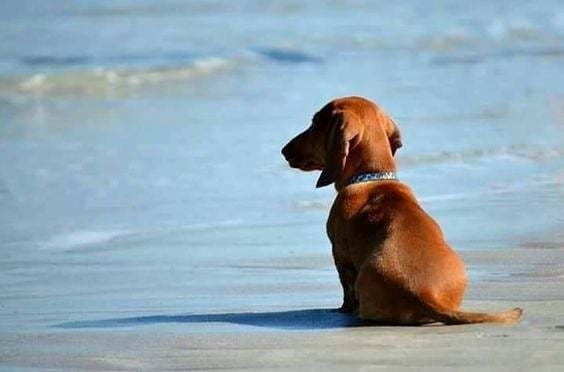BuckheadPetPals's tweet photo. Getting ready for a long vacation and can't take your pet?? Check out our services by clicking the link in our bio for permitting in the Atlanta area!

#petsafety #petsitters #petlovers #animallovers #dogwalkers #dogwalking #localbusiness #smallbusiness #weloveatl #discoverg… https://t.co/yDObgw67mZ