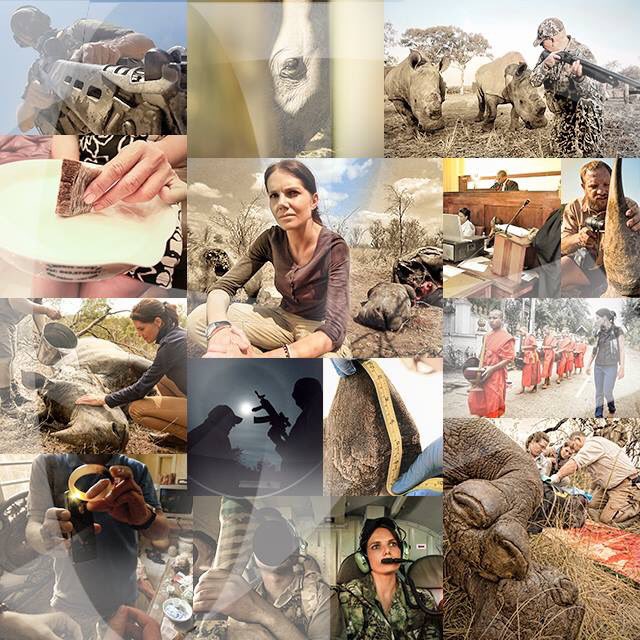 STROOP: journey into the rhino horn war tweet media