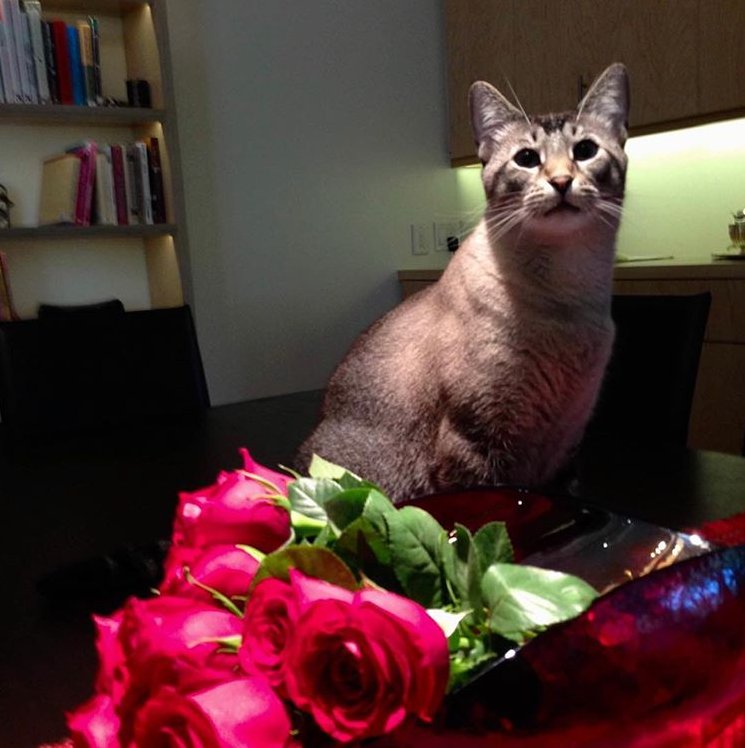 "Excuse me, but . . . what kind of cat food is this?"