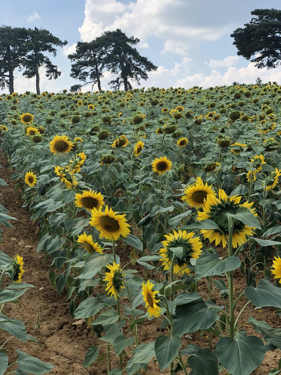 Ahmet Erhan (@baptissay35) on Twitter photo 