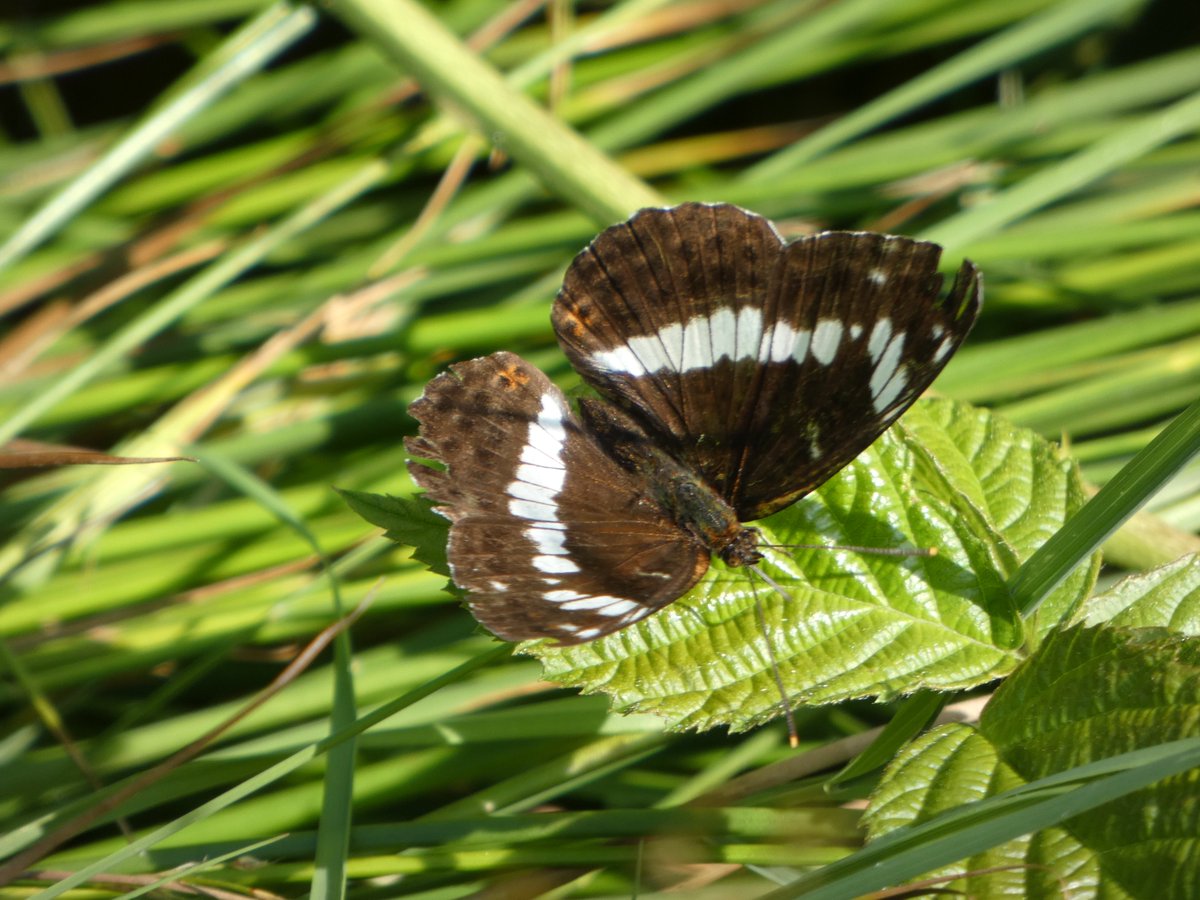 JamesTimms5's tweet photo. Four of the best from #RytonWood @WKWT today as they seemed to queue up to be photographed. Purple Hairstreak, Brown Argus, White Admiral and Silver-Washed Fritillary. @ukbutterflies @britbutterflies @Britnatureguide @NaturalEngland @Britnatureguide ππ https://t.co/FMNRf0SjK5