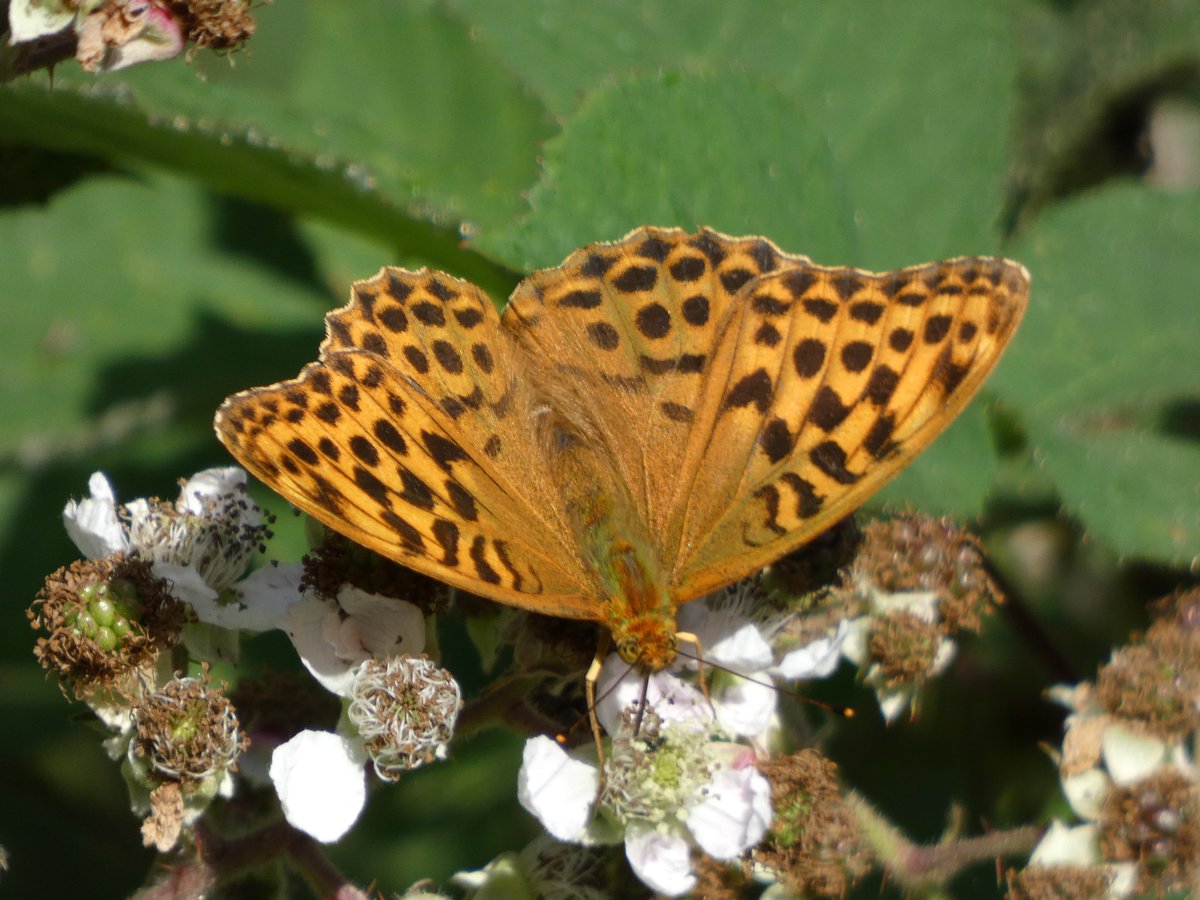 JamesTimms5's tweet photo. Four of the best from #RytonWood @WKWT today as they seemed to queue up to be photographed. Purple Hairstreak, Brown Argus, White Admiral and Silver-Washed Fritillary. @ukbutterflies @britbutterflies @Britnatureguide @NaturalEngland @Britnatureguide ππ https://t.co/FMNRf0SjK5