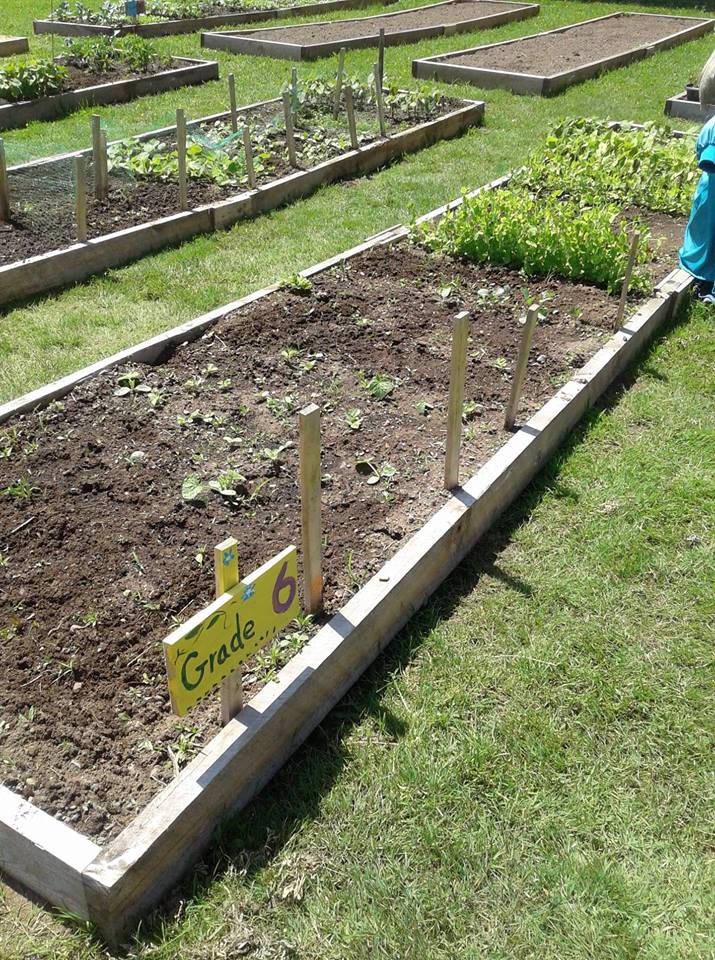 warbirdb25wife's tweet photo. @Bayside_Broncos Grade 6 garden #Fruitsofyourlabour https://t.co/dcoOtfYC5A