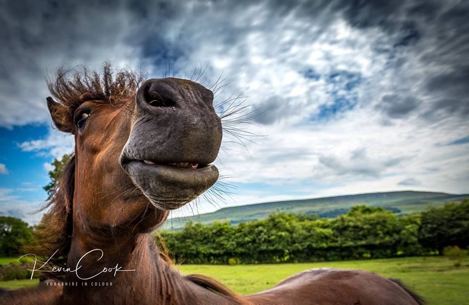 YorkshireinCol1's tweet photo. #Beautiful #Horse #YorkshireinColour https://t.co/P50kEC2djy