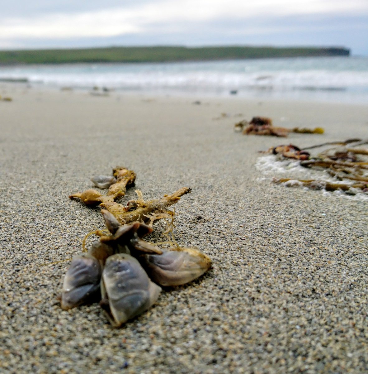 peediepuss's tweet photo. Finally! Some evidence of cross-Atlantic drift, Buoy Barnacles (Dosima fascicularis) on a fragment of North American seaweed. The Gulf Stream lives! https://t.co/vWHd4T9nVt